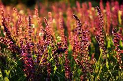 开云下载-马赛铁血逆袭，萨内一剑封喉，切尔西欧冠梦碎之夜